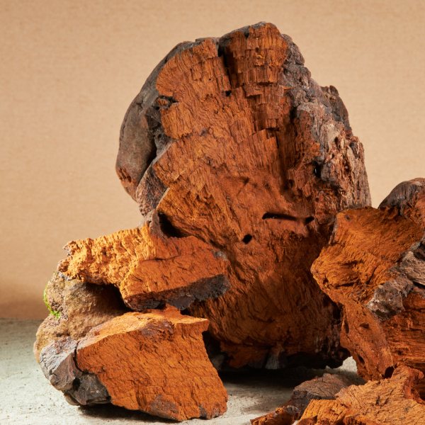Chaga Mushrooms, wild mushrooms, edible fungi, medicinal mushrooms, foraging, mycology, mushroom identification, gourmet mushrooms, fungi kingdom, mushroom benefits, fungal network, mushroom growing, spore prints, psychedelic mushrooms, adaptogenic fungi, mushroom nutrition, forest fungi, mycelium, mushroom cultivation, natural remedies