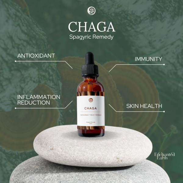 chaga mushrooms, functional mushrooms